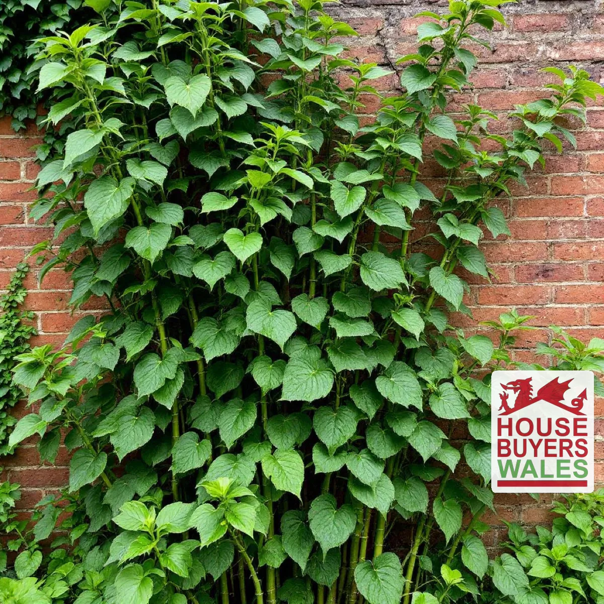 Japanese knotweed growing densely against a garden wall